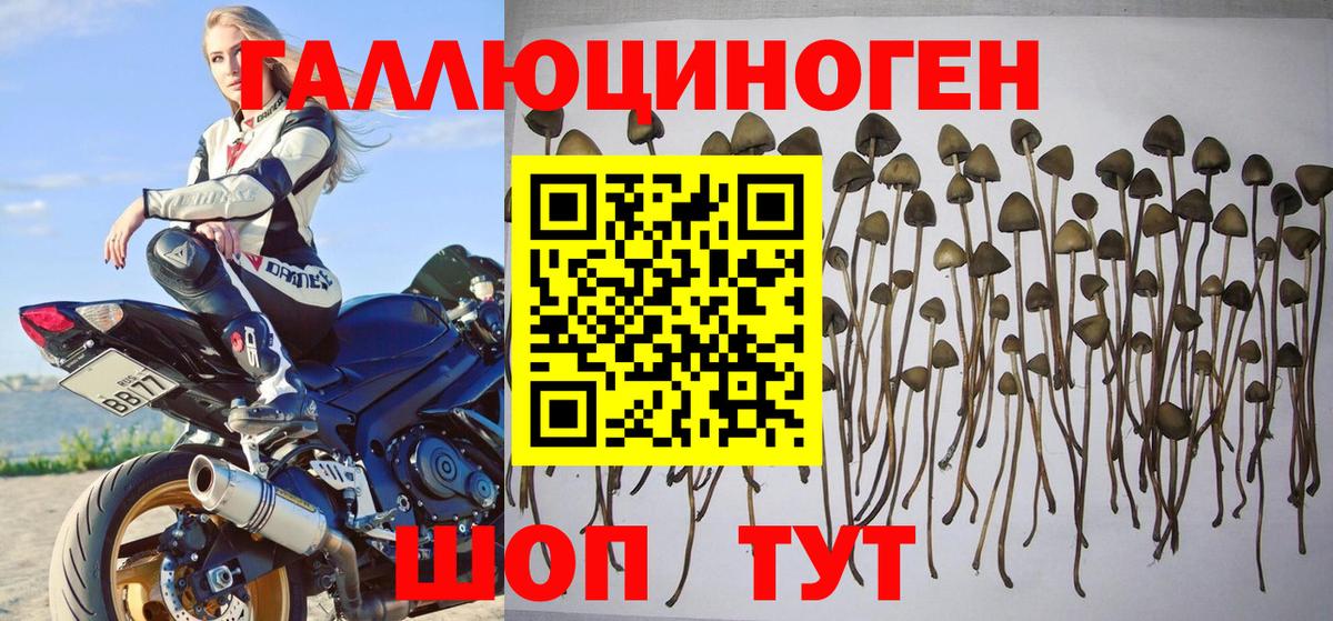 Галлюциногенные грибы Psilocybine cubensis Кольчугино